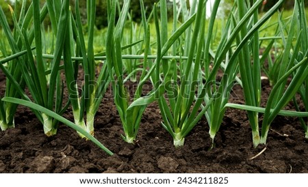 Green onions grow in the garden outdoors. Panorama. Growing organic vegetables. Greens to the table. Royalty-Free Stock Photo #2434211825