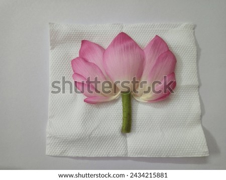 Lotus flower photos Pink Lotus Nelumbo nucifera 