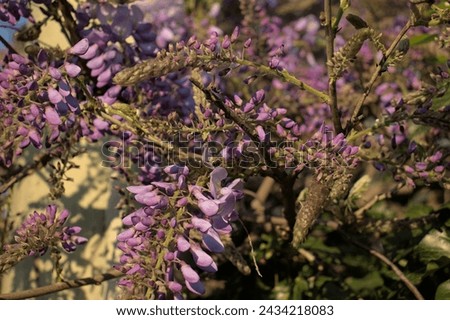 Blossoming Chinese wisteria and a bee during the sunset.