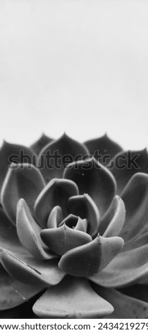 Black and white succulent wallpaper
