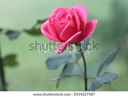 Pink flower is symbol of love , through they can also mean happiness, gentleness and femininity 