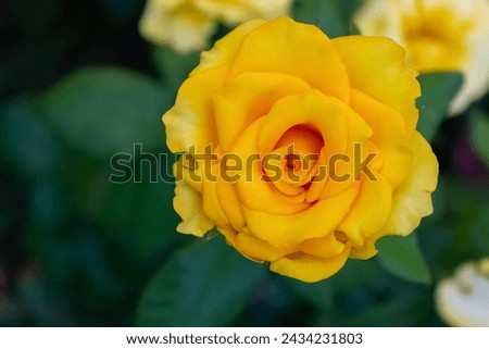 Close-up view of beautiful yellow rose flower blooming on flowerbed in park or in ornamental garden in a sunny summer day. Soft focus. Romantic plants theme.