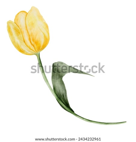Tulip watercolor drawing. Illustration of a yellow flower hand drawn on an isolated white background. Botanical clip art of spring plant. For design of cards, banners and invitations.