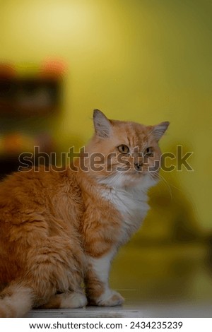 Long-haired orange cat with beautiful big yellow eyes. Various expressions. Cute and fat cat.