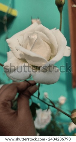 White rose is blooming in a rose plant full of beautiful flowers, buds and green leaves ,rose plant gardening, vertical view, symbol of friendship,close up picture, blooming flower,flowers photography