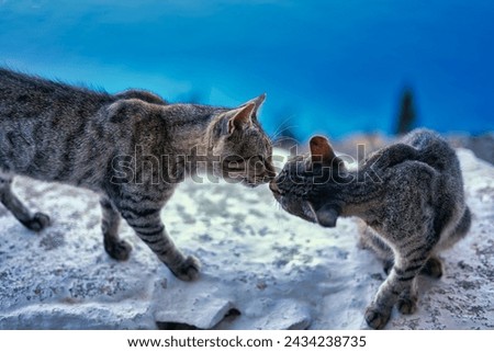 A kiss between two cats in Greece, in front of the sea