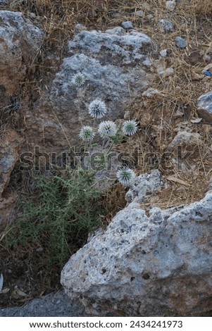 Echinops spinosissimus blooms in August in the wild. Echinops spinosissimus is a European species of plant in the tribe Cardueae within the family Asteraceae. Rhodes Island, Greece Royalty-Free Stock Photo #2434241973