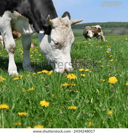 
The head of a cow on the background of a pasture.