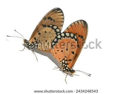 Danaus chrysippus, also known as the plain tiger is a medium-sized butterfly widespread in Asia, Australia and Africa Royalty-Free Stock Photo #2434248543