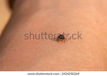 Close-up of a small, round-eyed spider with a loving face on its arm. Look and feel warm. A cute little spider that you might fall in love with this little nature.