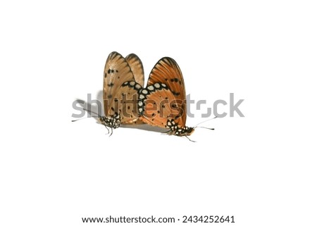 Danaus chrysippus, also known as the plain tiger is a medium-sized butterfly widespread in Asia, Australia and Africa Royalty-Free Stock Photo #2434252641