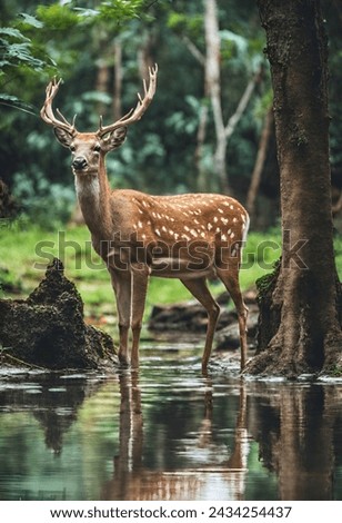 In this picture, you can see a deer drinking water in a jungle in Sri Lanka, with a beautiful reflection captured in the image.