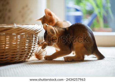 Playing Abyssinian Kitten with a Cat Toy Royalty-Free Stock Photo #2434257963