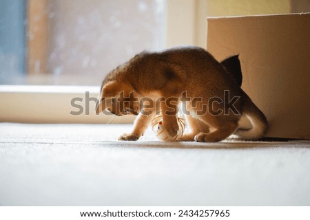 Playing Abyssinian Kitten with a Cat Toy Royalty-Free Stock Photo #2434257965