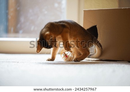 Playing Abyssinian Kitten with a Cat Toy Royalty-Free Stock Photo #2434257967