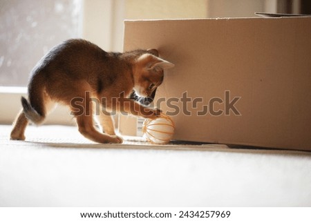 Playing Abyssinian Kitten with a Cat Toy Royalty-Free Stock Photo #2434257969