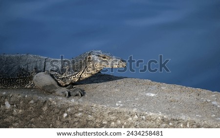 Large lizard water monitor resting near a small lake Royalty-Free Stock Photo #2434258481