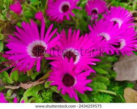 Daisy Flower , in this picture bunches of beautiful pink flowers with grass 