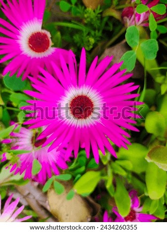 Daisy Flower , in this picture two beautiful pink flowers with grass , all focus on flower
