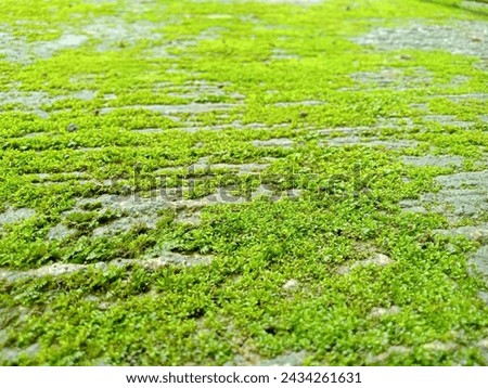 The mossy surface of the wall Royalty-Free Stock Photo #2434261631