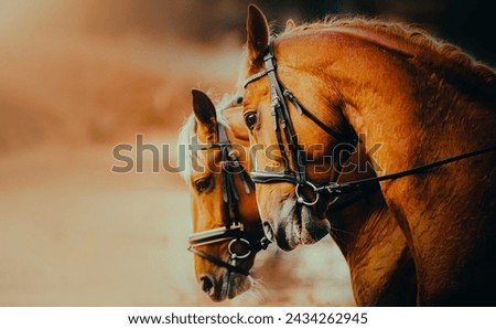 Portrait of two beautiful horses. Equestrian sports and horse riding are depicted in the picture. Two horses standing together.