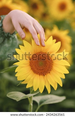 Picture of female's hand touching sunflower in the field. Tender photo. Close up photo. Vertical shot