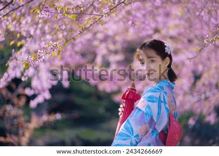 Pretty Asian woman in a Yukata dress.  A young girl wearing a traditional Japanese kimono or Yukata dress holding a red umbrella is happy with sakura flowers or cherry blossoms blooming in the park.