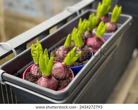 Decorative spring Hyacinthus bulb flowers growing in decorative flower pot hanging on a balcony terrace fence close up