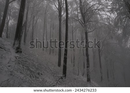 Trees in winter foggy forest with beeches.