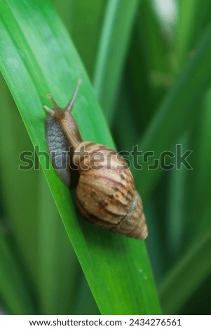 Snails that respire using a lung belong to the group Pulmonata Royalty-Free Stock Photo #2434276561