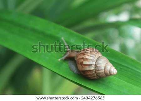 Snails that respire using a lung belong to the group Pulmonata Royalty-Free Stock Photo #2434276565