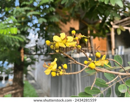 The Yellow Mai flowers are blooming.