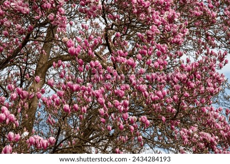 Magnolia. Blooming magnolia tree. Spring.