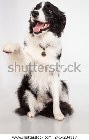 black and white border collie dog