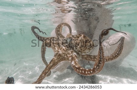 Octopus swimming near corral reef in Indian Ocean. Watamu, Kenya.