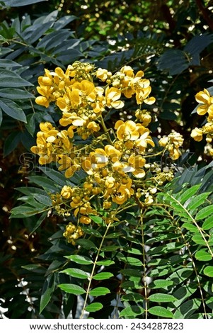 Golden wonder tree flowers (Senna spectabilis) Royalty-Free Stock Photo #2434287823