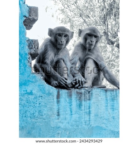 picture of two baby monkeys sit on the wall with Black and blue effect.