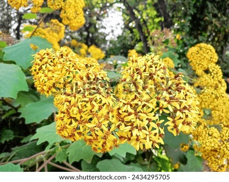 Velvet groundsel: a species of Roldana, its botanical name is Roldana petasitis.