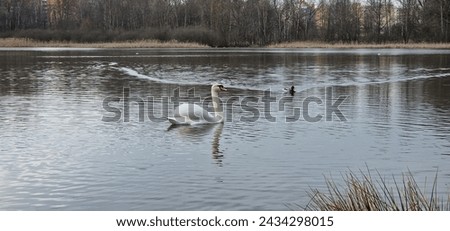 swans on the in protected bird area