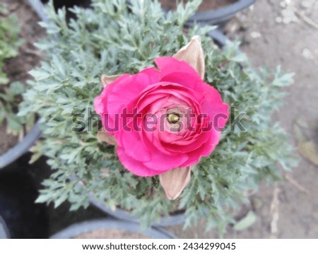 6 March 2024. A beautiful pink rose ml