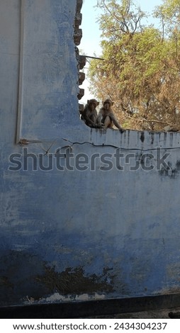 Two baby monkeys sit on the wall of house in one frame without any editing
real time captured picture 
