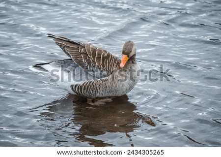 Greylag goose is common in Iceland's lowland regions where they breed in marshy areas. Royalty-Free Stock Photo #2434305265