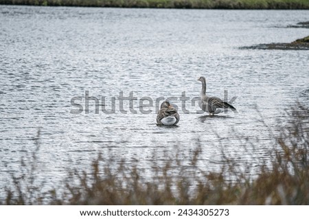 Greylag goose is common in Iceland's lowland regions where they breed in marshy areas. Royalty-Free Stock Photo #2434305273