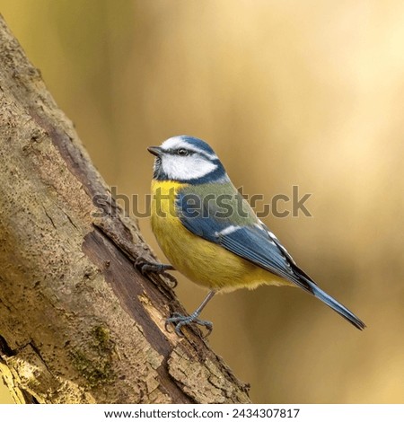 Blue tit in the woods