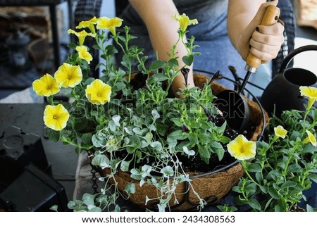 Young woman using a trowel plant a mixed annual hanging basket or pot of flowers. Flowers include yellow and black petunias with dichondra. Royalty-Free Stock Photo #2434308563