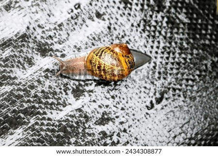 Garden snail (Cornu aspersum) enjoying outdoor on a rainy day. Royalty-Free Stock Photo #2434308877