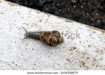 Garden snail (Cornu aspersum) enjoying outdoor on a rainy day. Royalty-Free Stock Photo #2434308879