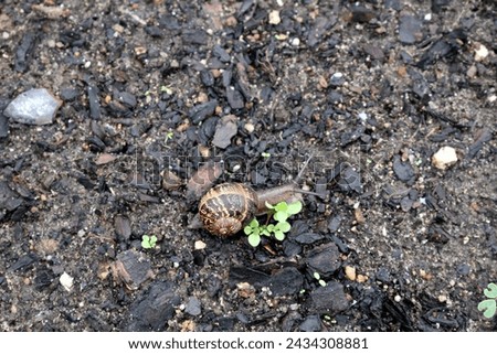 Garden snail (Cornu aspersum) enjoying outdoor on a rainy day. Royalty-Free Stock Photo #2434308881