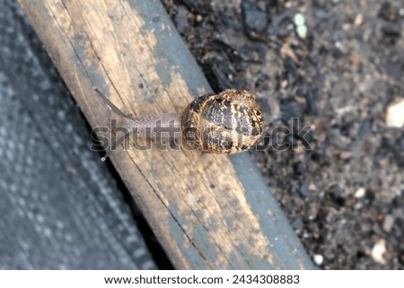 Garden snail (Cornu aspersum) enjoying outdoor on a rainy day. Royalty-Free Stock Photo #2434308883