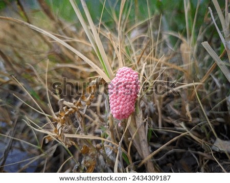 Snail eggs in the grass at the edge of a rice field